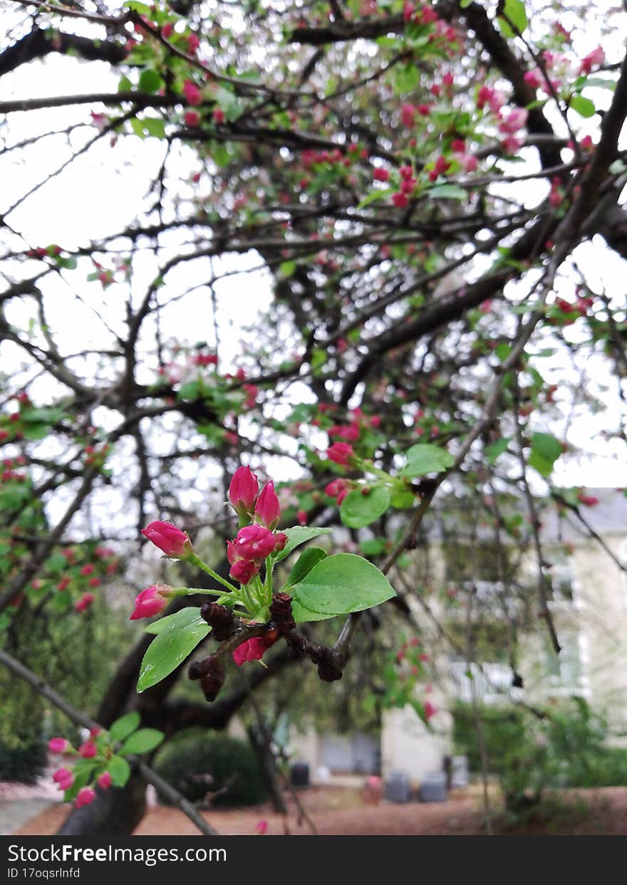 Spring Bud Of Begonia