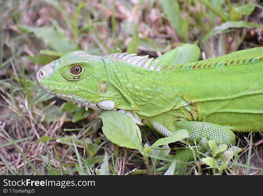 A Green iguana early morning basking in a backyard in Trinidad. A Green iguana early morning basking in a backyard in Trinidad.