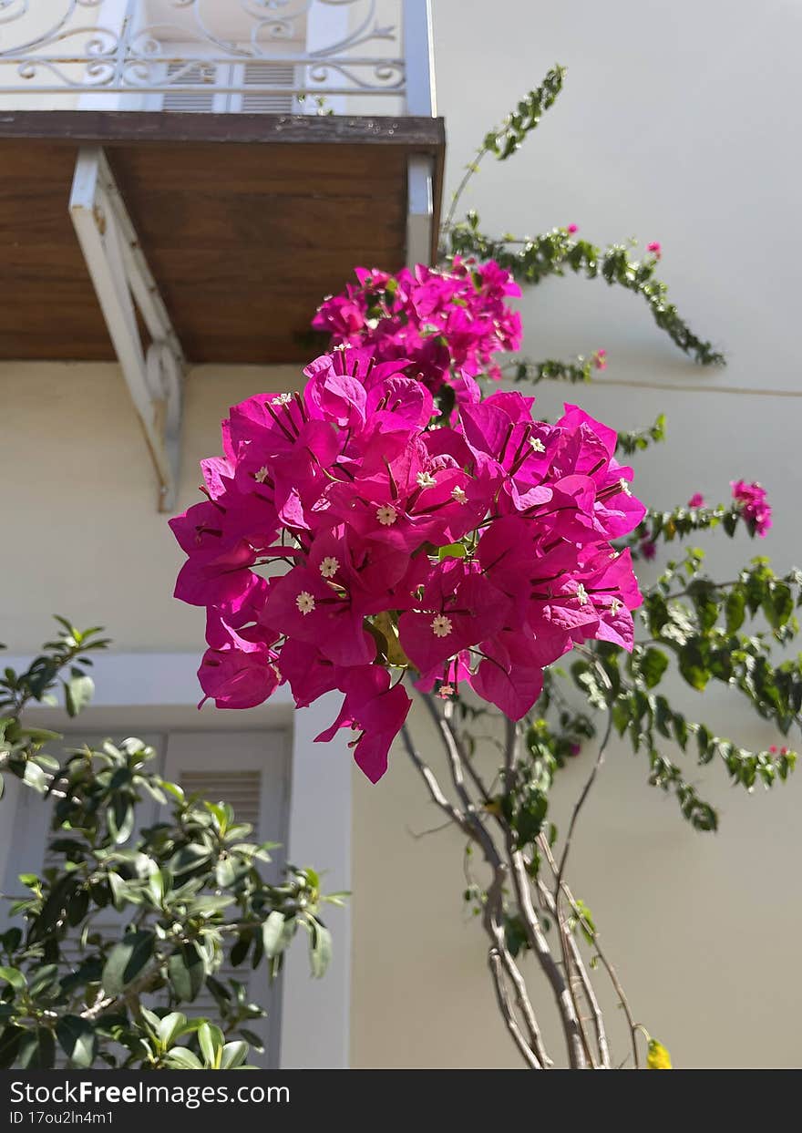 Pink Paper Flower Of Greece, Poros