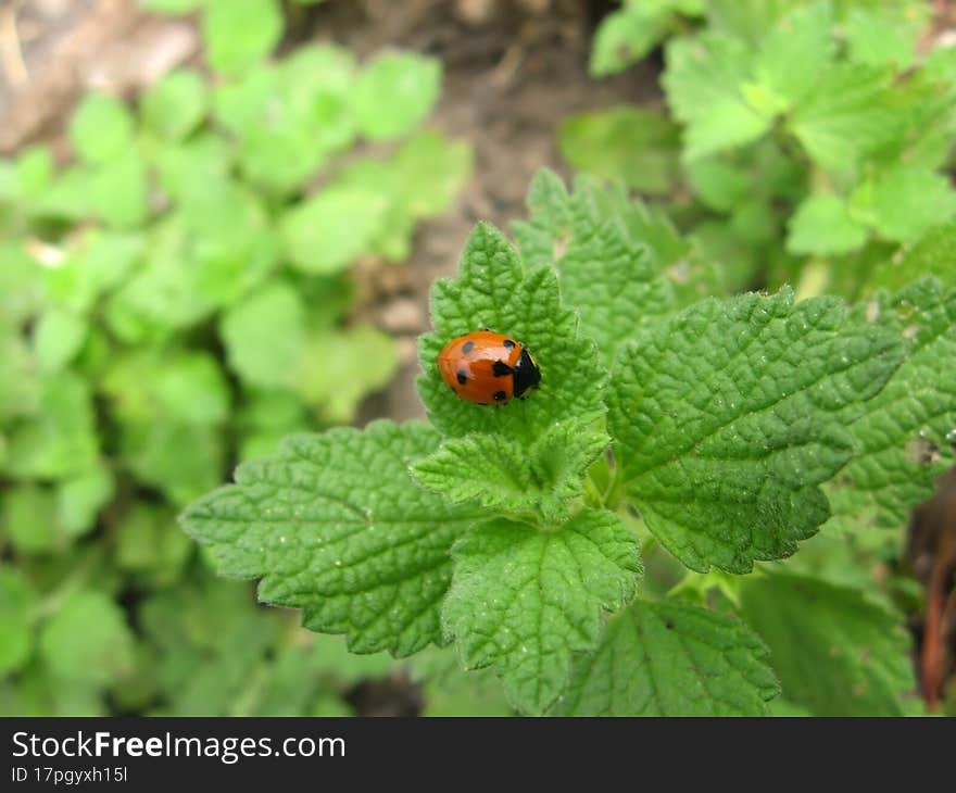 Little red ladybug on green leaves