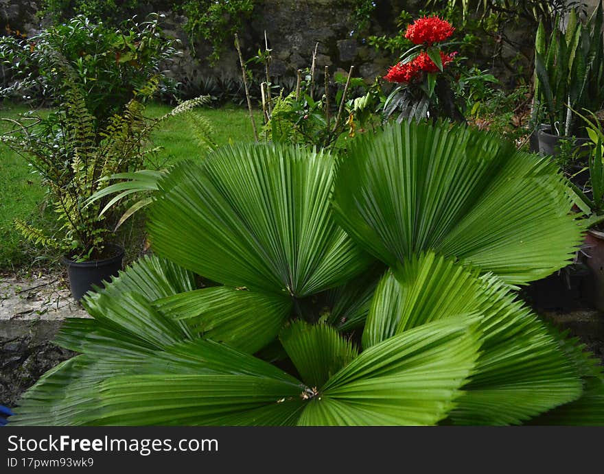 a simple beautiful home garden.