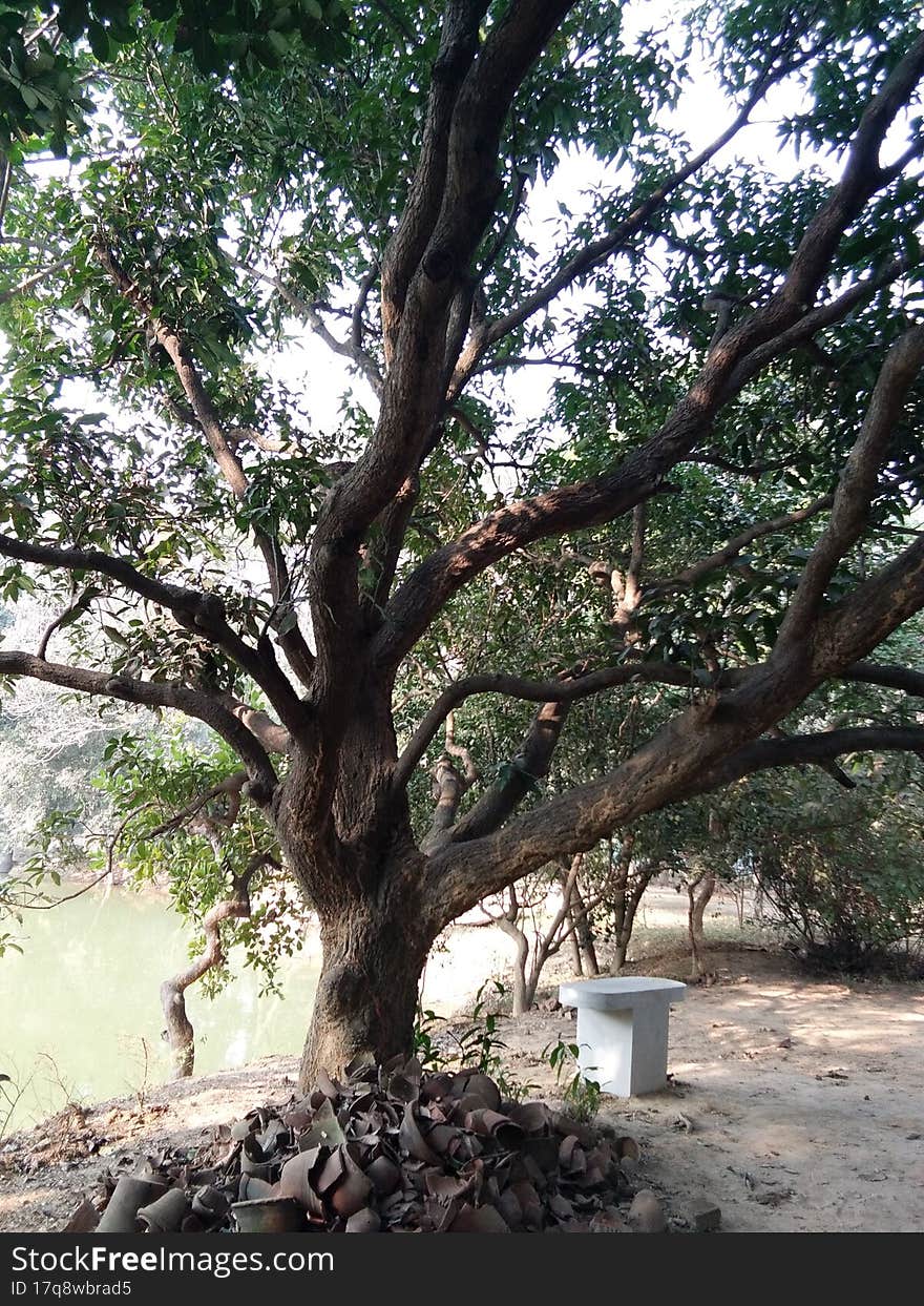 mango tree in side of  pond