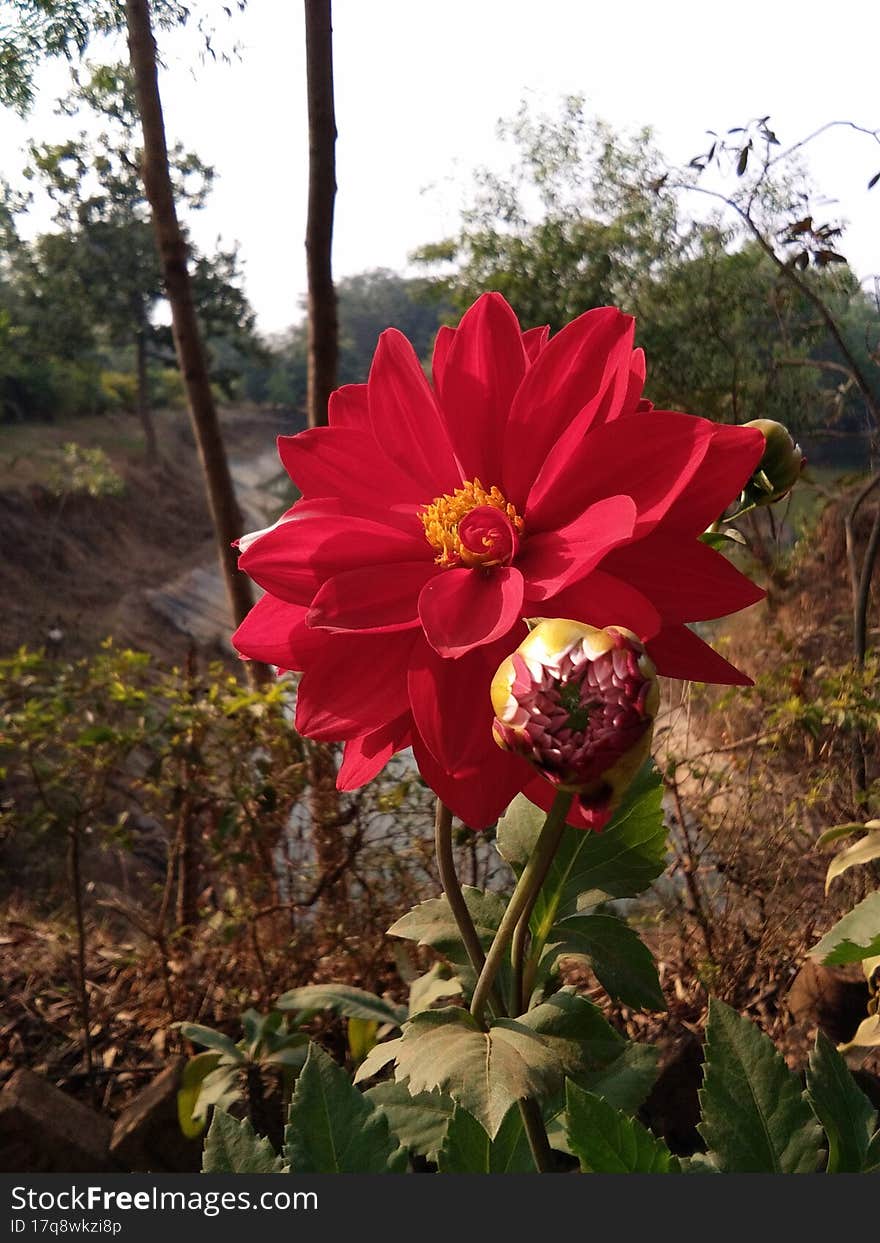 red dalia flower with buds