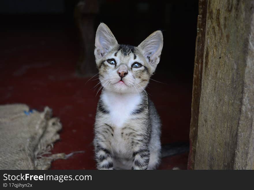 A beautiful cute kitten at home