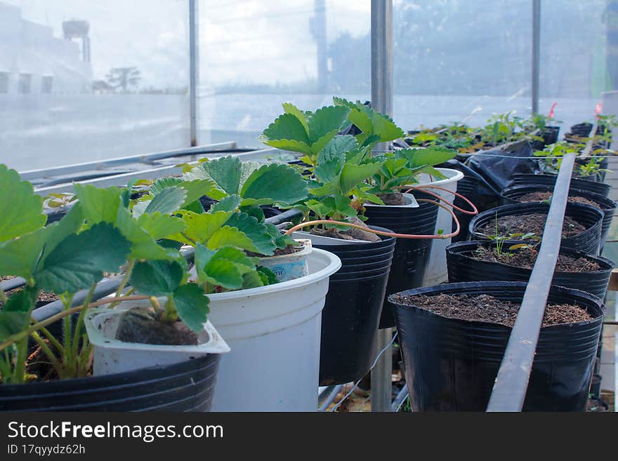 growing strawberries in pots on the scaffold