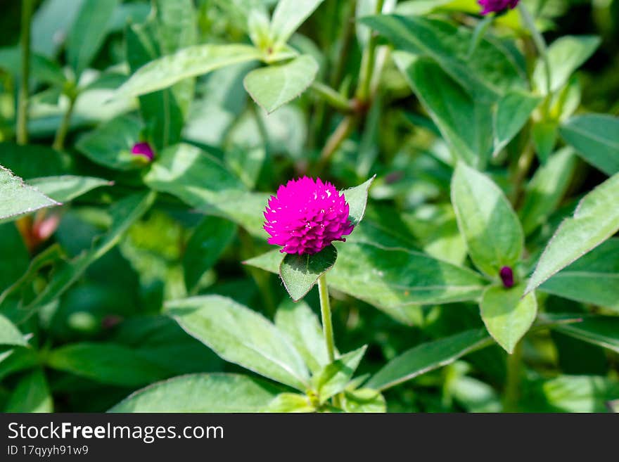 flowers planted in the back of the house