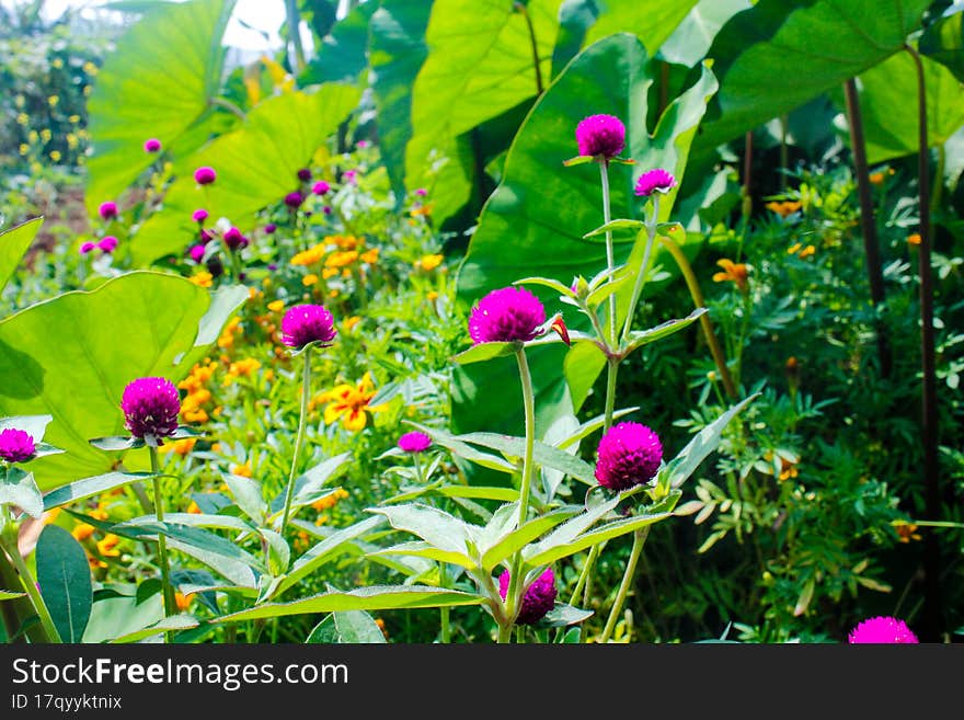 Flowers Planted In The Back Of The House