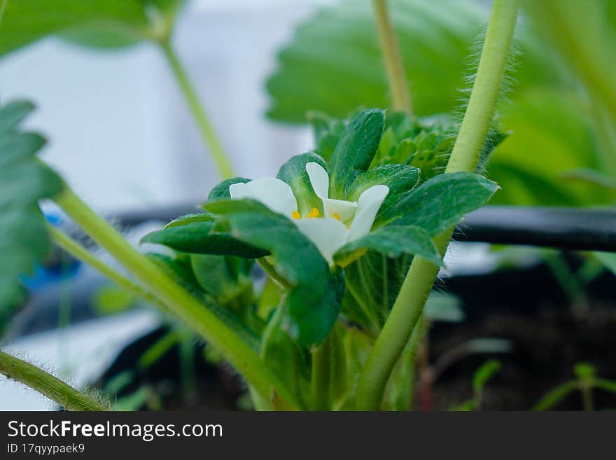 Strawberry tree blooms in a pot