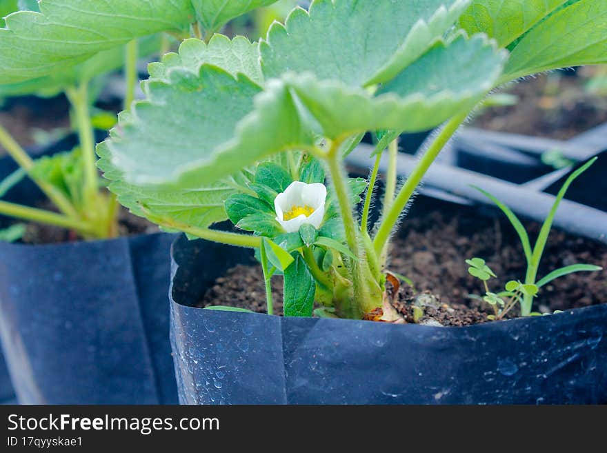 Strawberry tree blooms in a pot