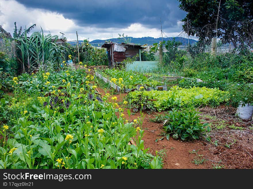 clean vegetable garden behind the house