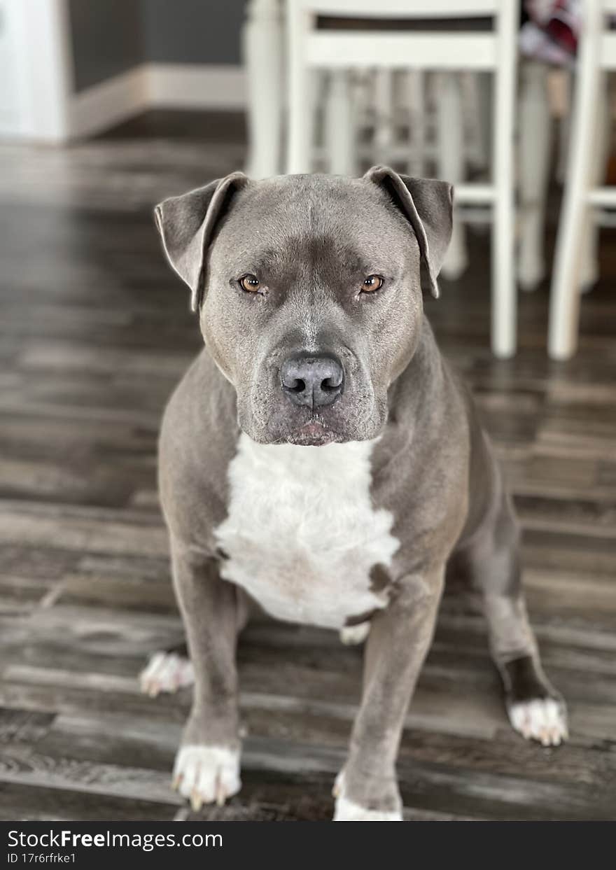 THE BIG BOY PITTY FACE