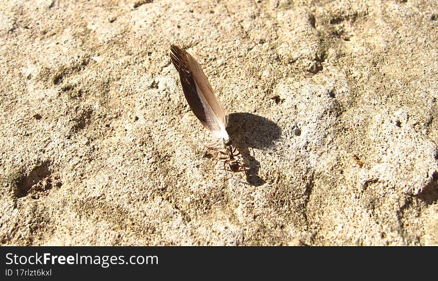 A Small Ant Drags A Large Bird Feather