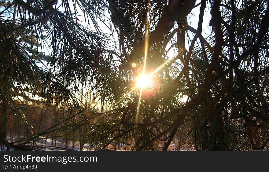 Evening sun shines through the needles of the pine-tree