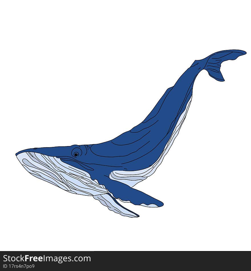 Blue whale, illustration isolated on a white background