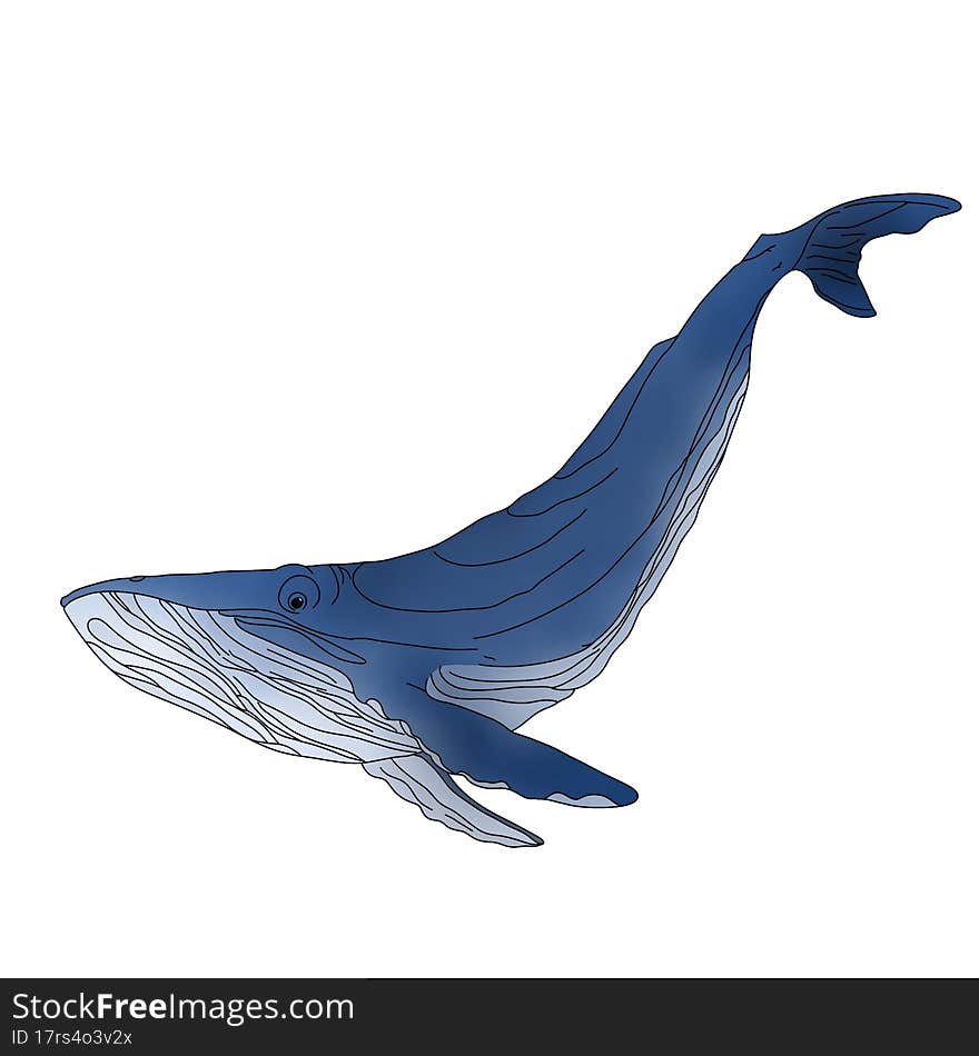 Blue whale, illustration isolated on a white background