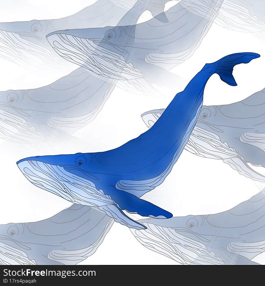 Blue whale, illustration isolated on a white background