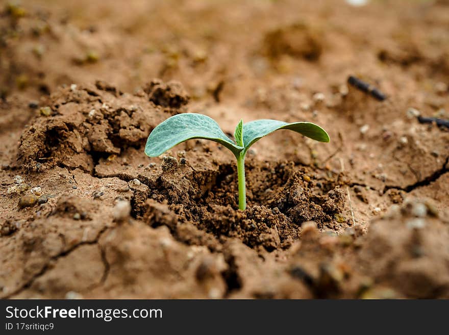 Close-up young plant growing in the soil concept save nature or agriculture on soft green tree background.