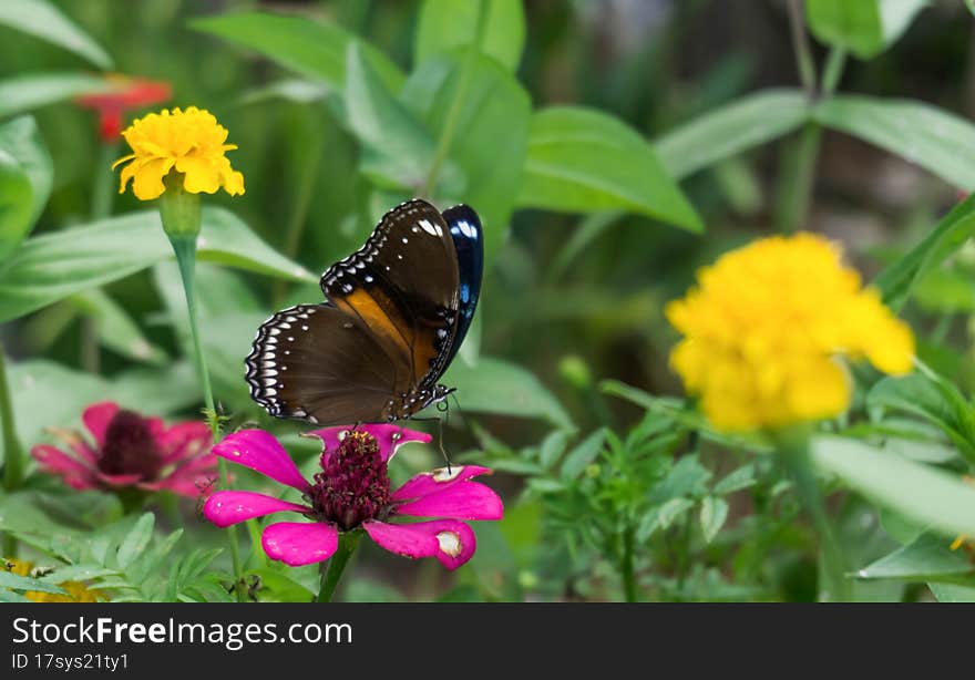 Butterfly Event At The Time Of Taking Nectar From A Flower