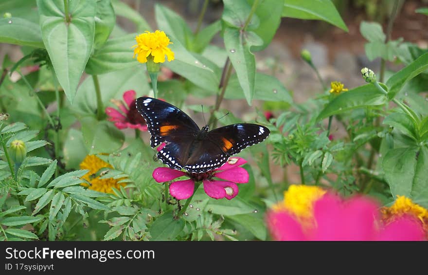 Butterfly event at the time of taking nectar from a flower