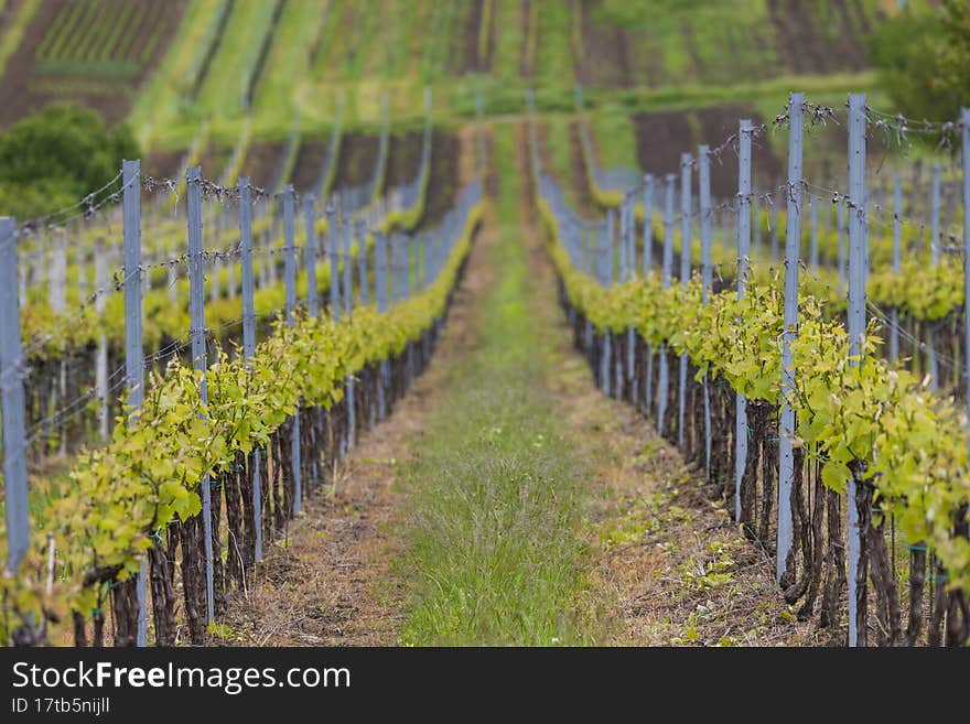 Spring vineyard near Cejkovice, Southern Moravia, Czech Republic