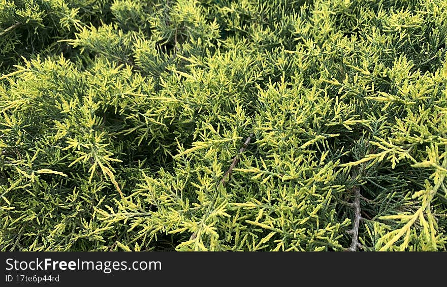 Photo Of A Low Coniferous Shrub With Yellowish Needles. The Image Can Be Used As A Background.