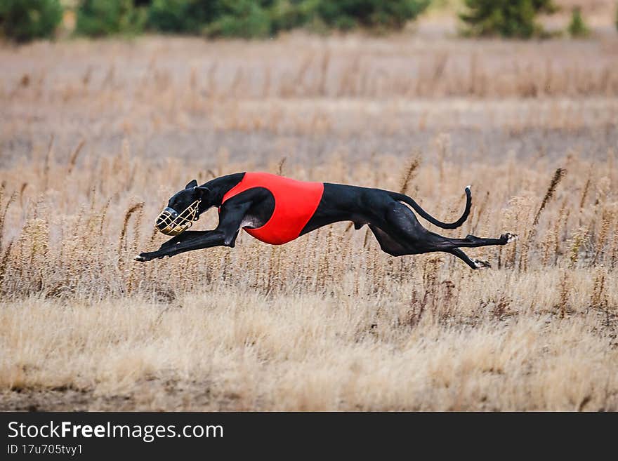 The Race of greyhound. Field coursing competition. Sunny day