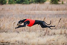 The Race Of Greyhound. Field Coursing Competition Royalty Free Stock Images