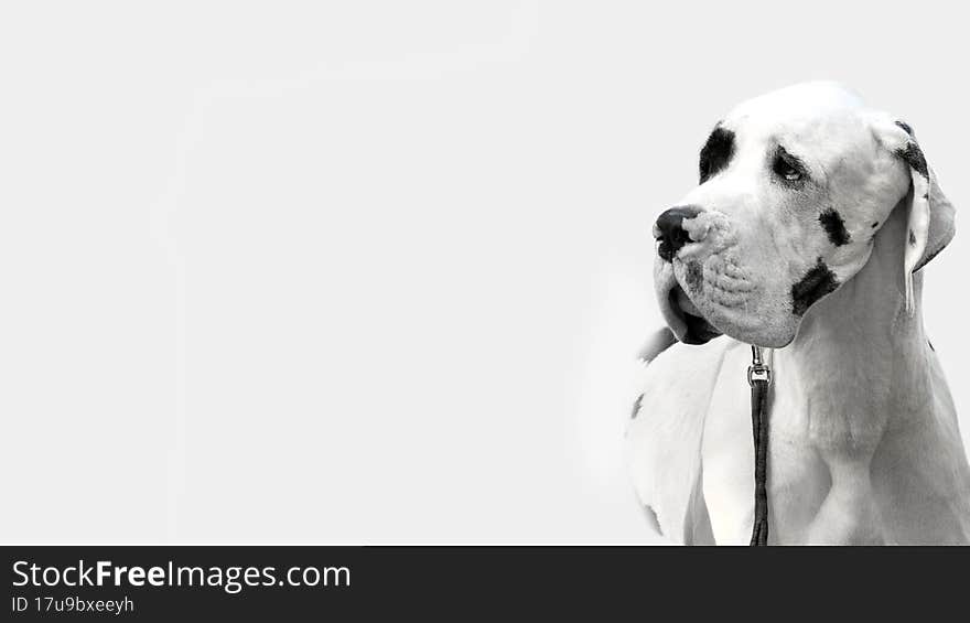 Bw portrait of great dane harlequin color on white background with space for text