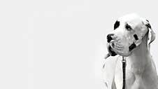 Bw Portrait Of Great Dane Harlequin Color On White Background Royalty Free Stock Images