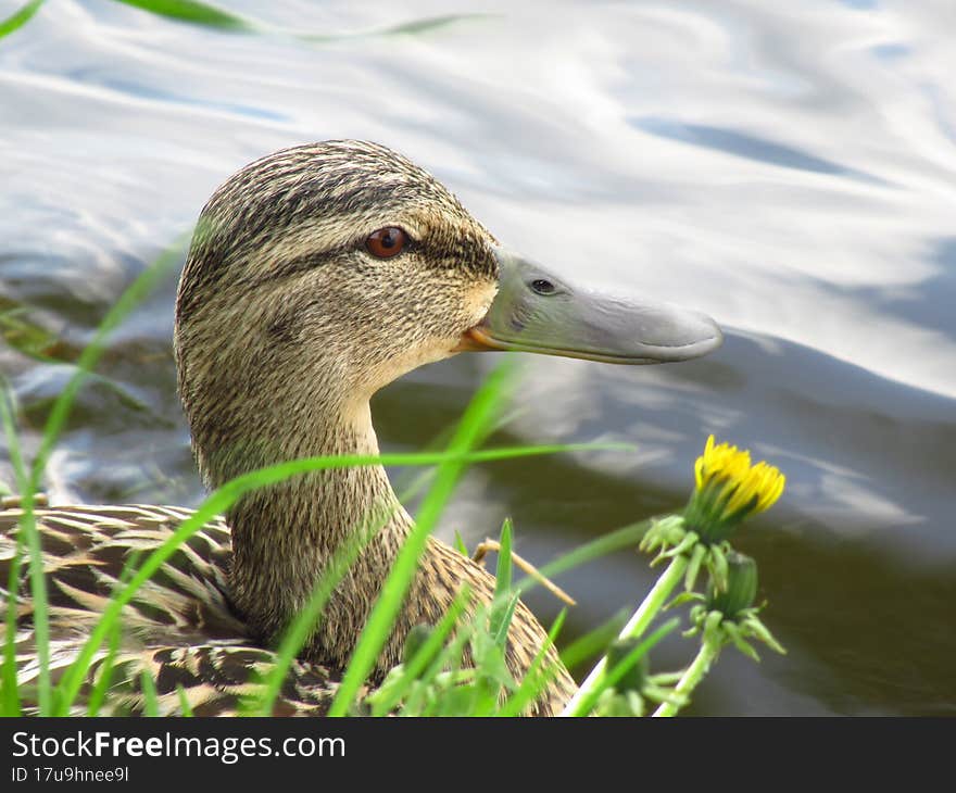 Wild duck close-up, head and neck. Water surface in the background. Animals. Water birds. Grass and flowers. Spring.