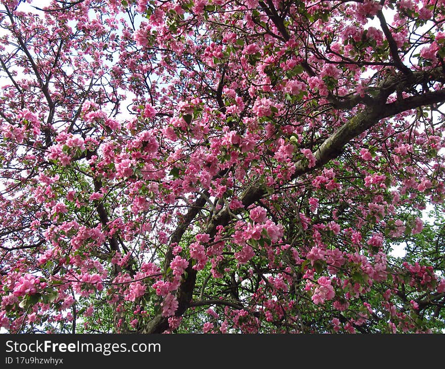 Blooming apple tree. White and pink flowers. Spring. Nature. May. Green leaves