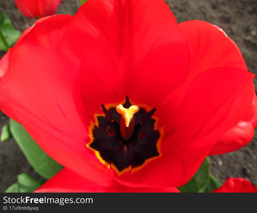 Opened red tulip close-up. Yellow pistil and black center. Flowers. Plants. Spring.