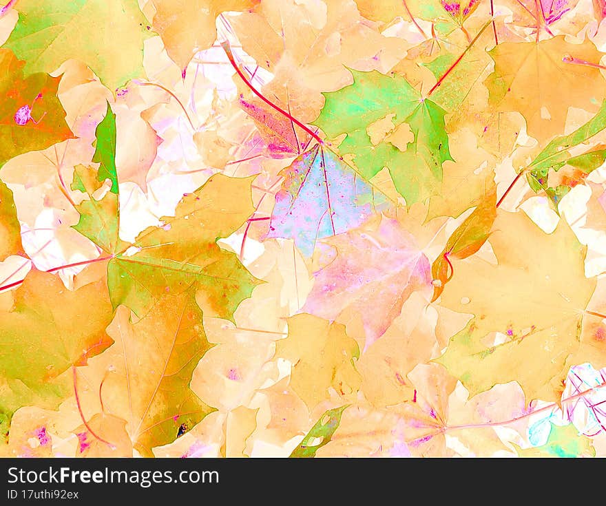 Maple Leaves Template