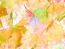 Maple Leaves Template Royalty Free Stock Photo