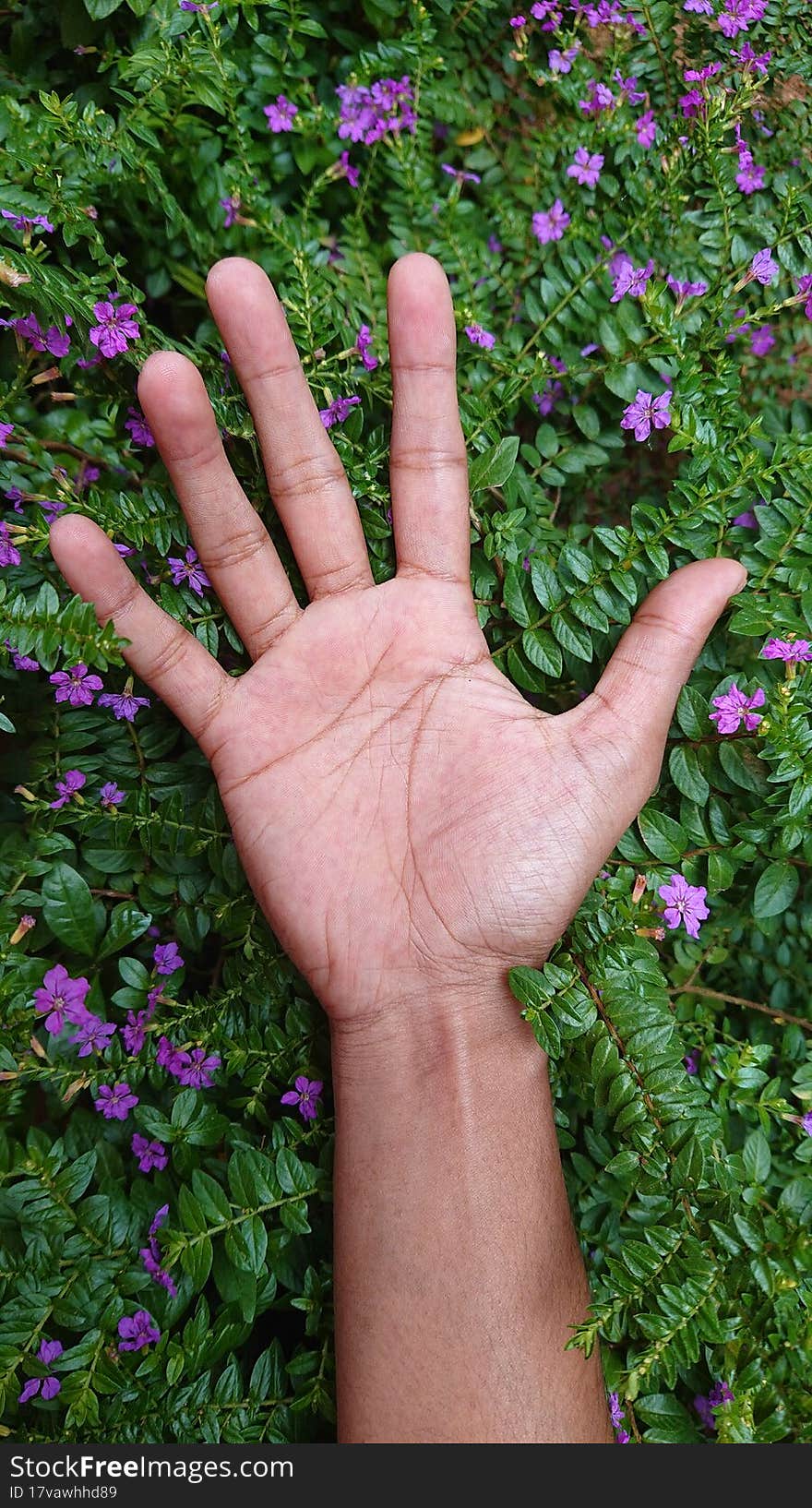 Beautiful Purple Color Flowers On Hand