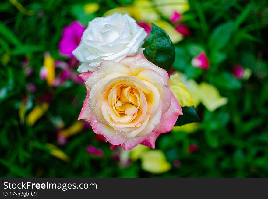 roses photographed from above with rose petals sprinkled on the background