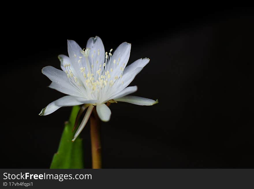 Vijaya Kusuma flowers are blooming beautifully at night. lucky flower