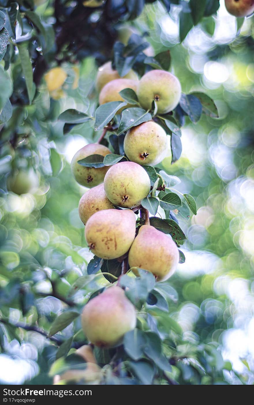 The ripe pears on the brunche. Gardening.