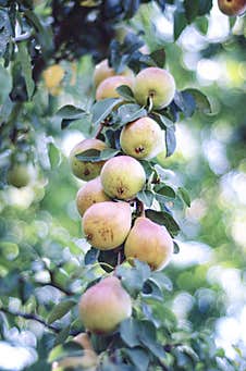 The Ripe Pears On The Brunche. Royalty Free Stock Photography