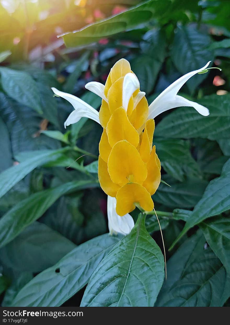 Unique tropical flower yellow color with petals sticking out