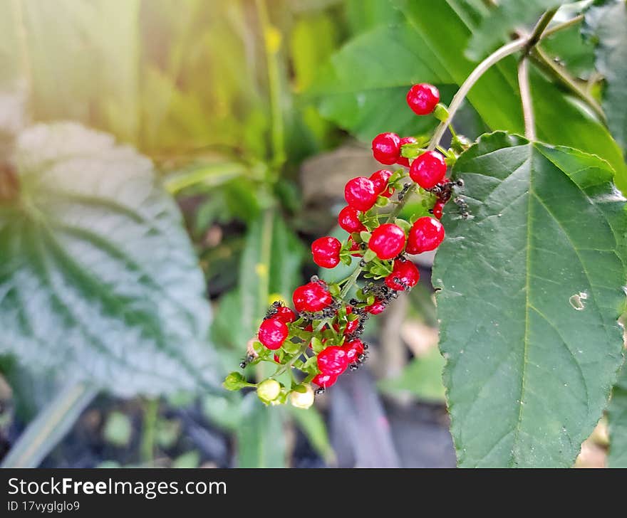 Tiny Red Fruit With Green Leaves