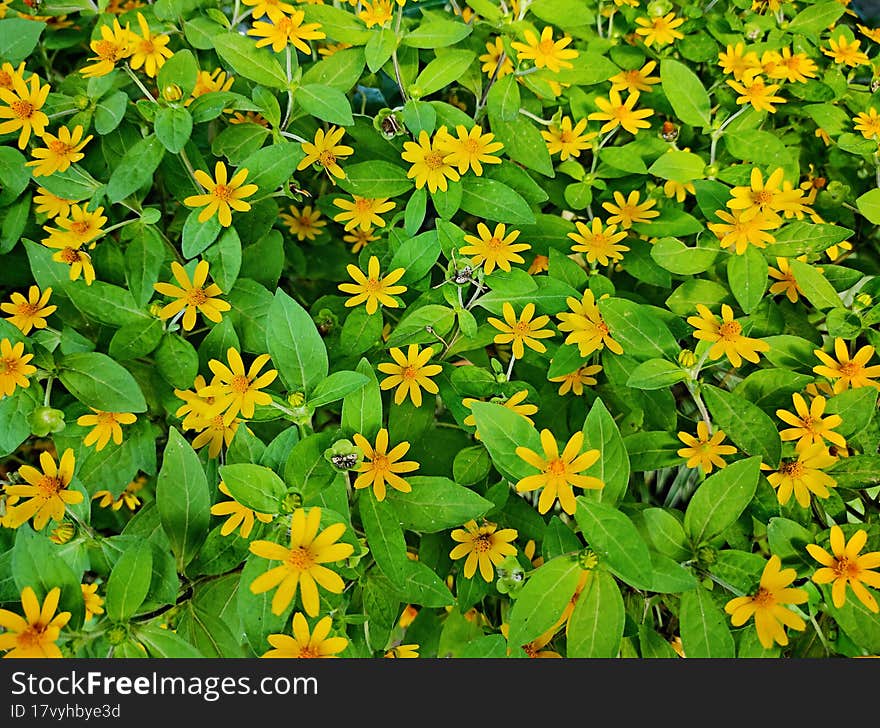 Small yellow tropical flowers like mini sunflowers with green leaves