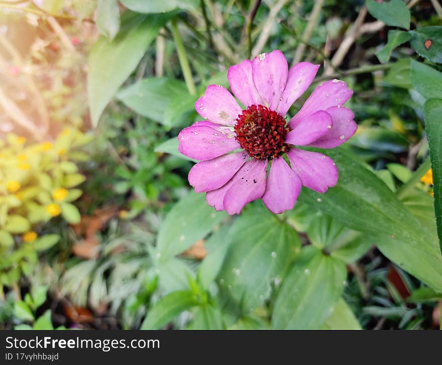 Purple Zinnia Flower Close Up