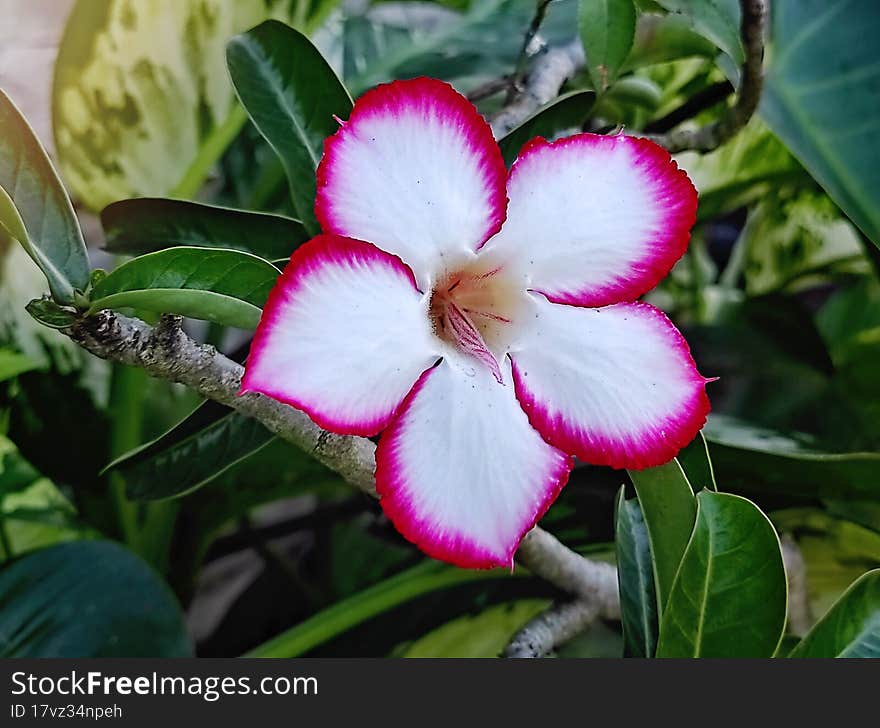 White frangipani flower with red border