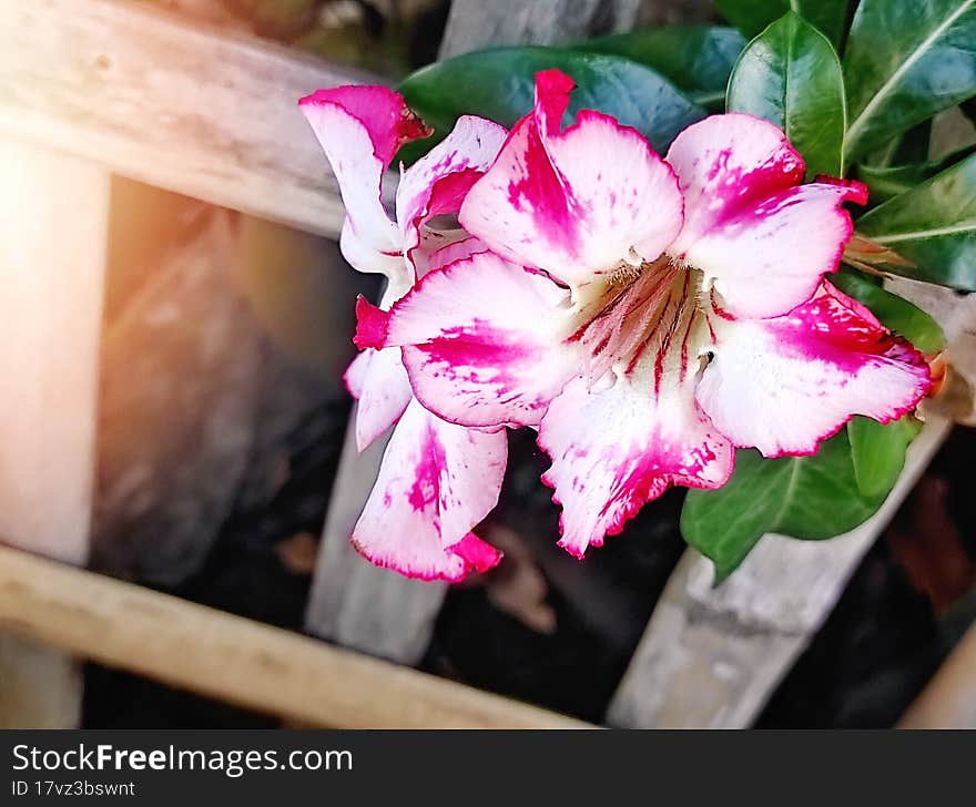 frangipani flower red white close up