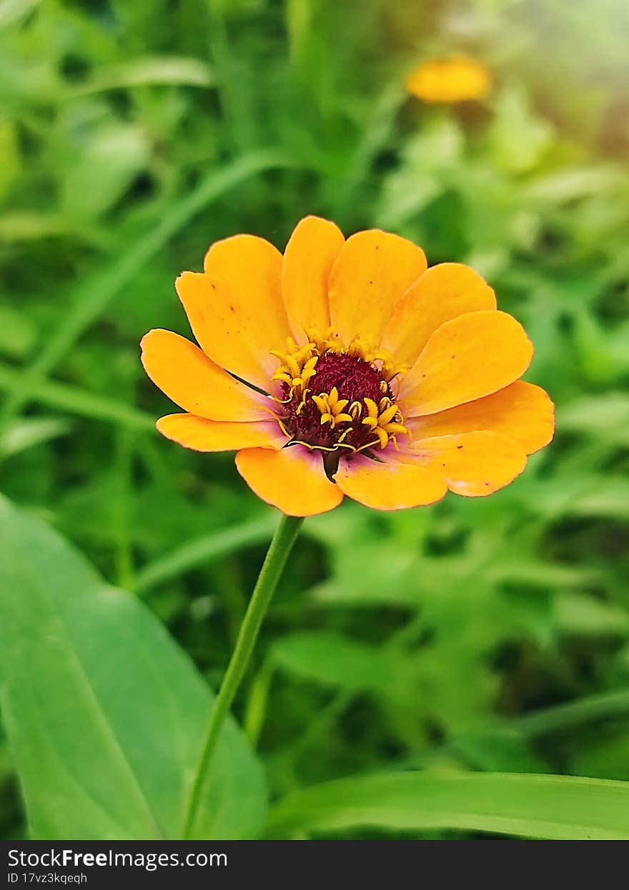 Yellow zinnia flower close up