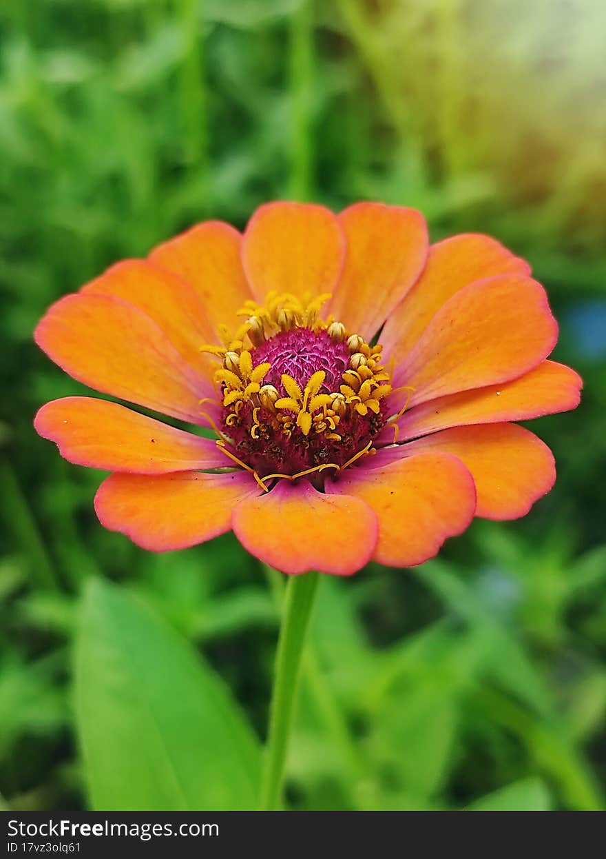 Orange zinnia flower close up