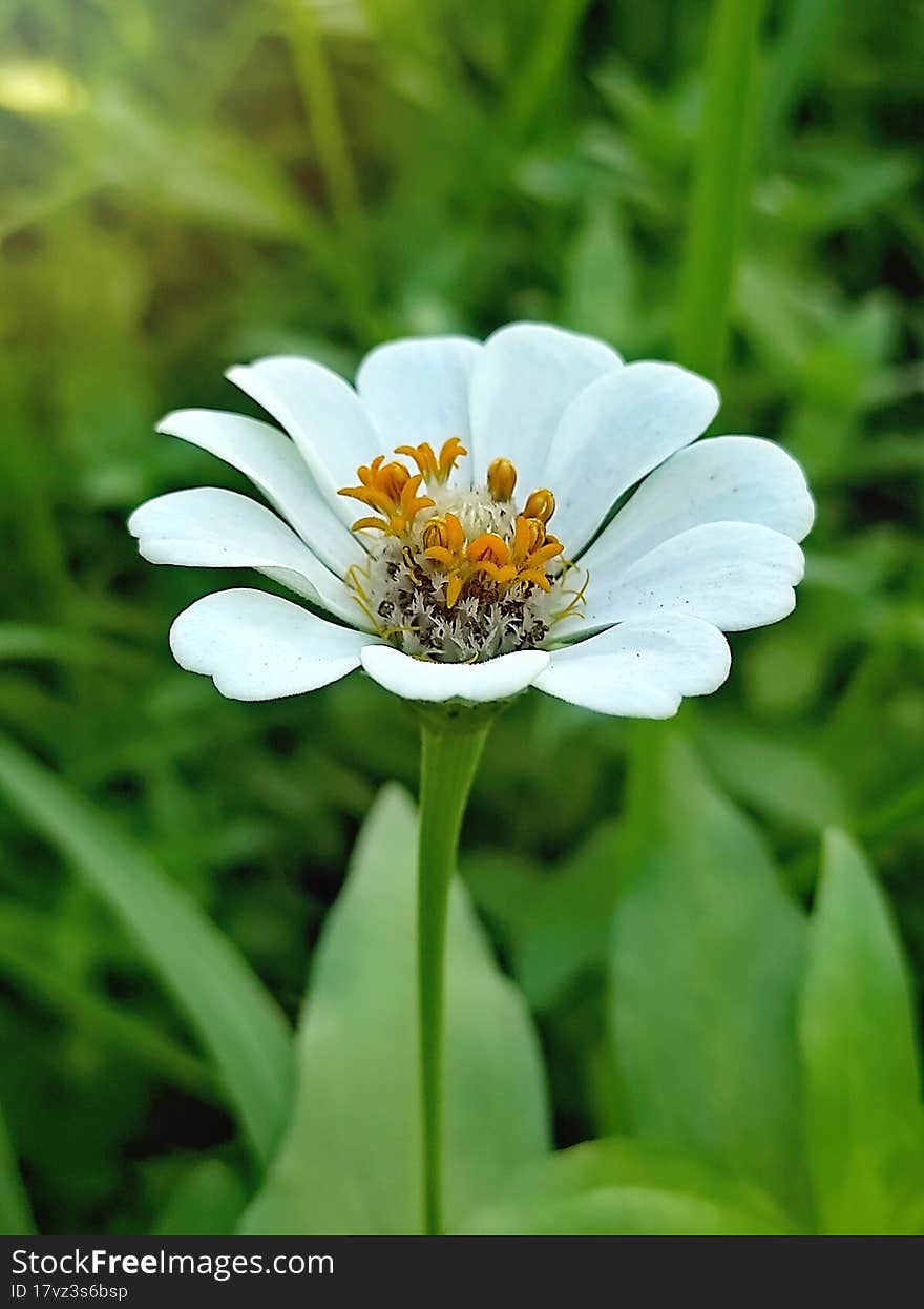 White zinnia flower close up