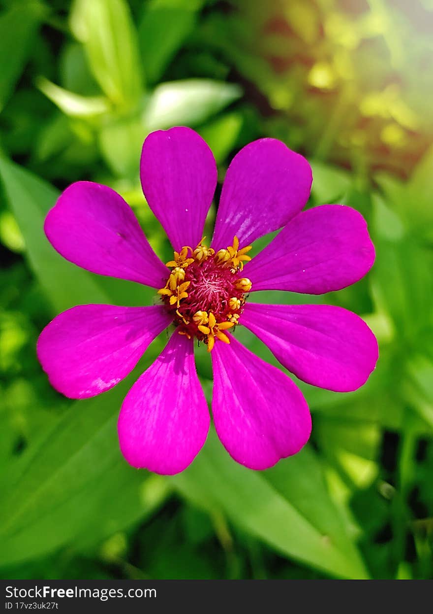 Dark purple zinnia flower close up