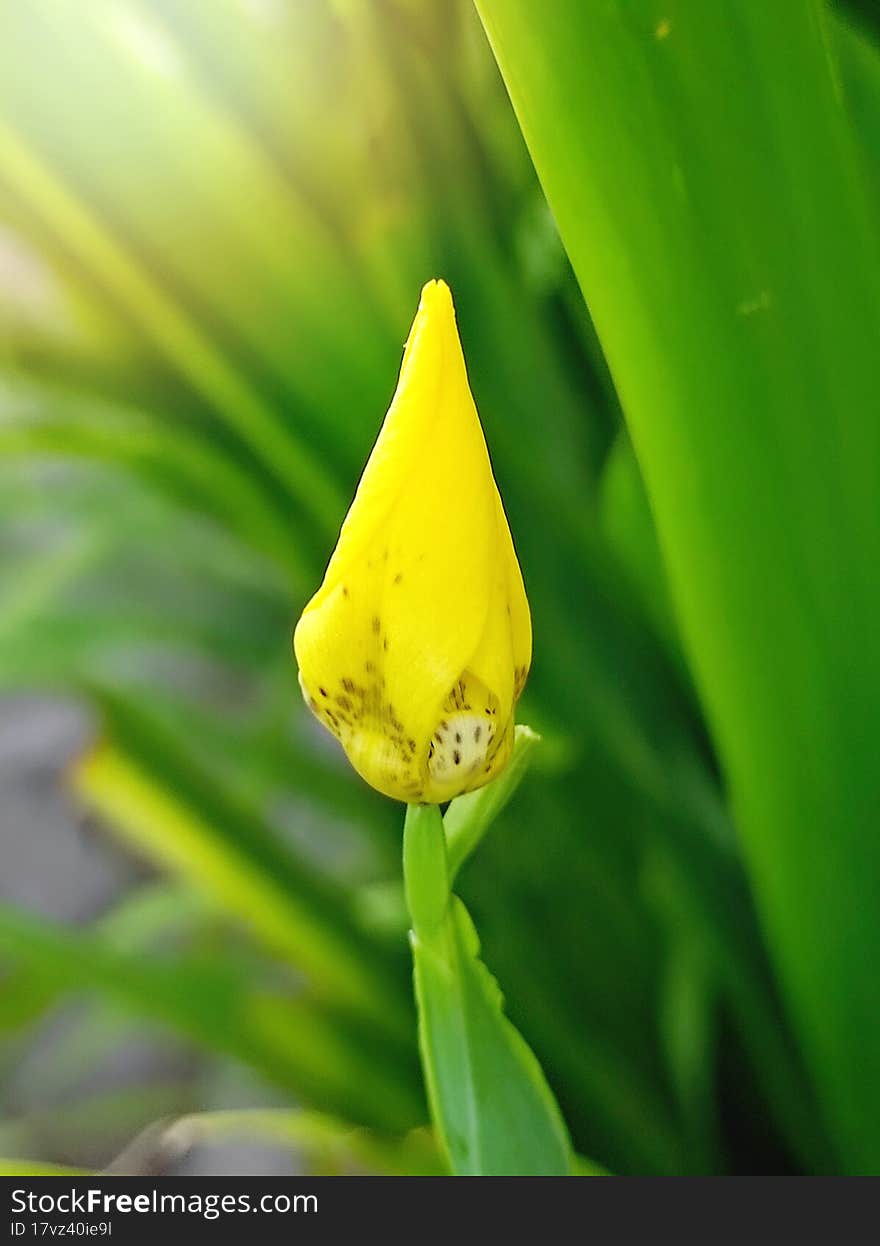 tropical yellow flower bud with green leaves